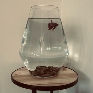 🆕🐟 Geometric Fish Tank Glass Bowl Aquarium